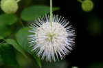 Buttonbush